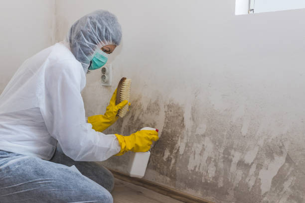 Best Water Damage & Mold Remediation  in Booneville, AR